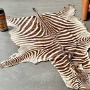 Zebraskind
